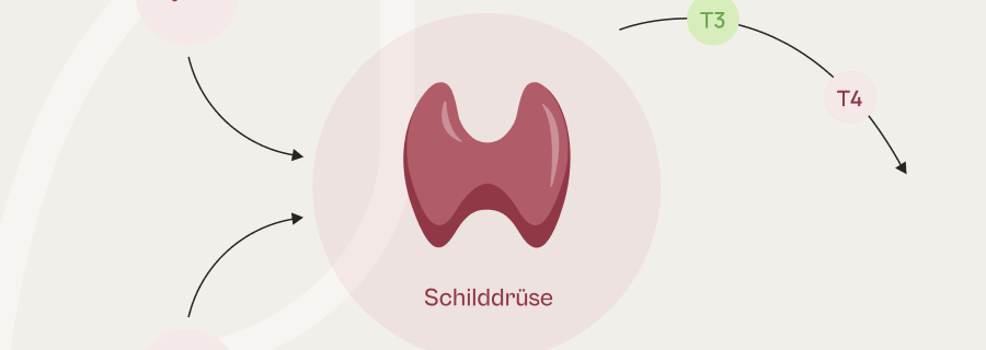 Schilddrüsen-Aktivierung